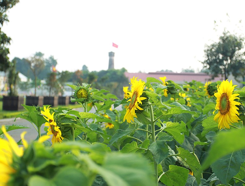 Vườn hoa hướng dương nở trong Hoàng thành Thăng Long